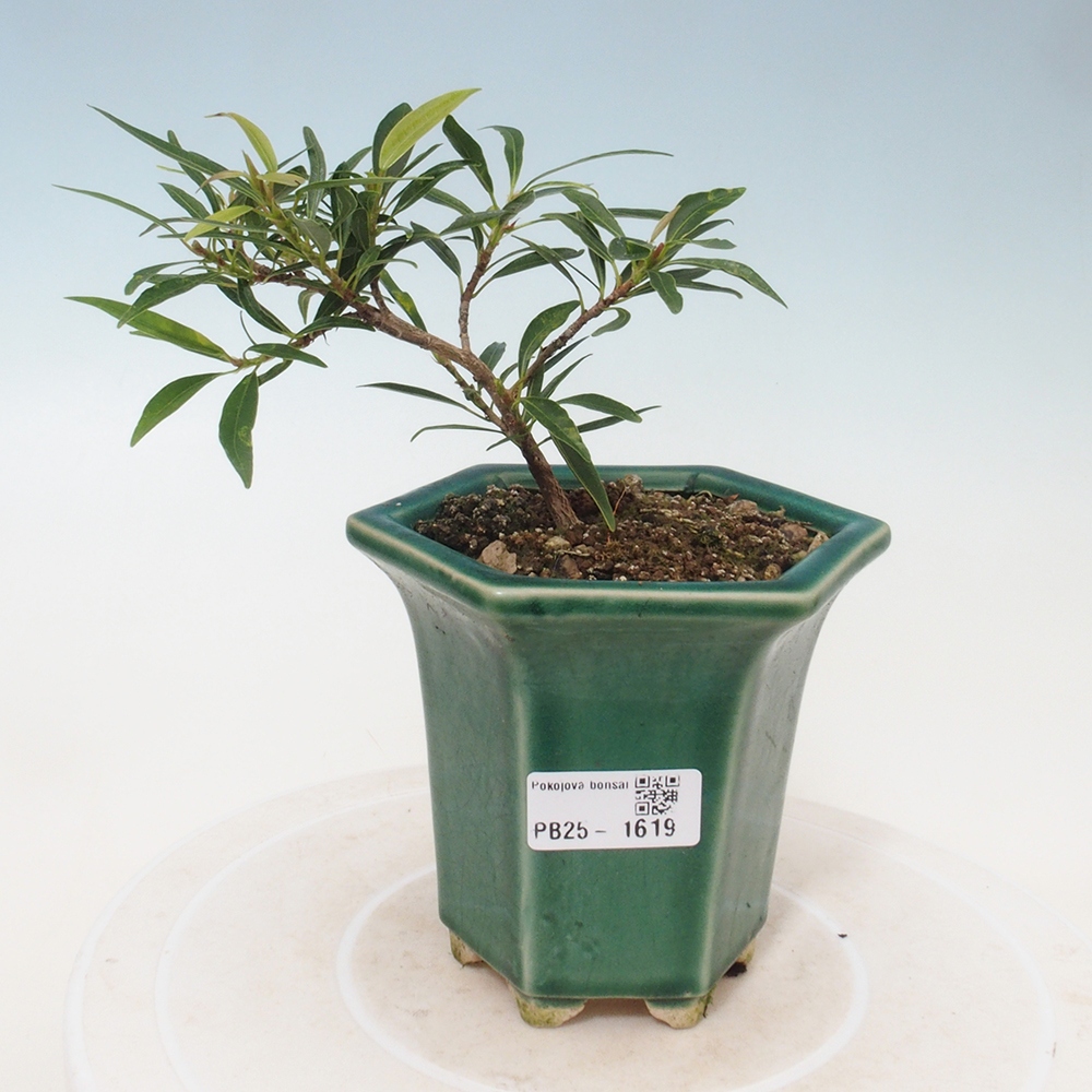 Pokojová bonsai - Ficus nerifolia -  malolistý fíkus