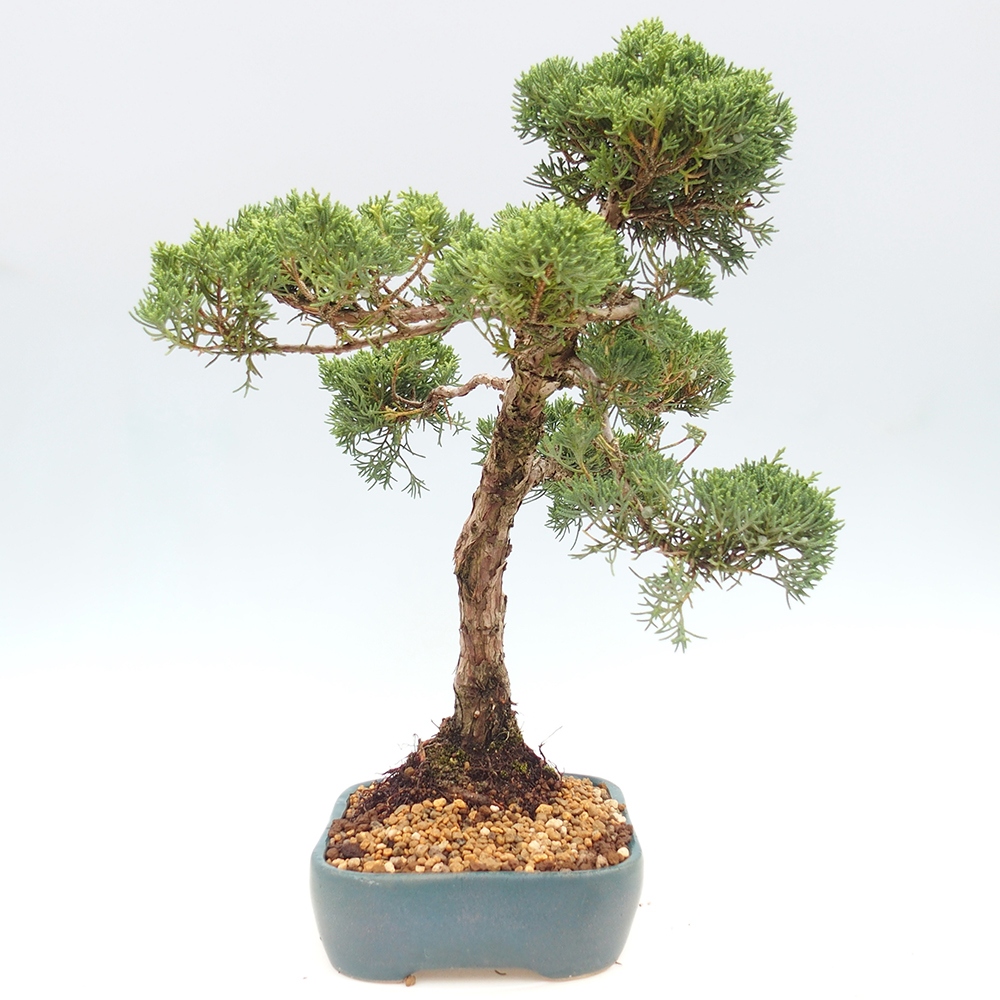 Venkovní bonsai - Juniperus chinensis  - Jalovec čínský 
