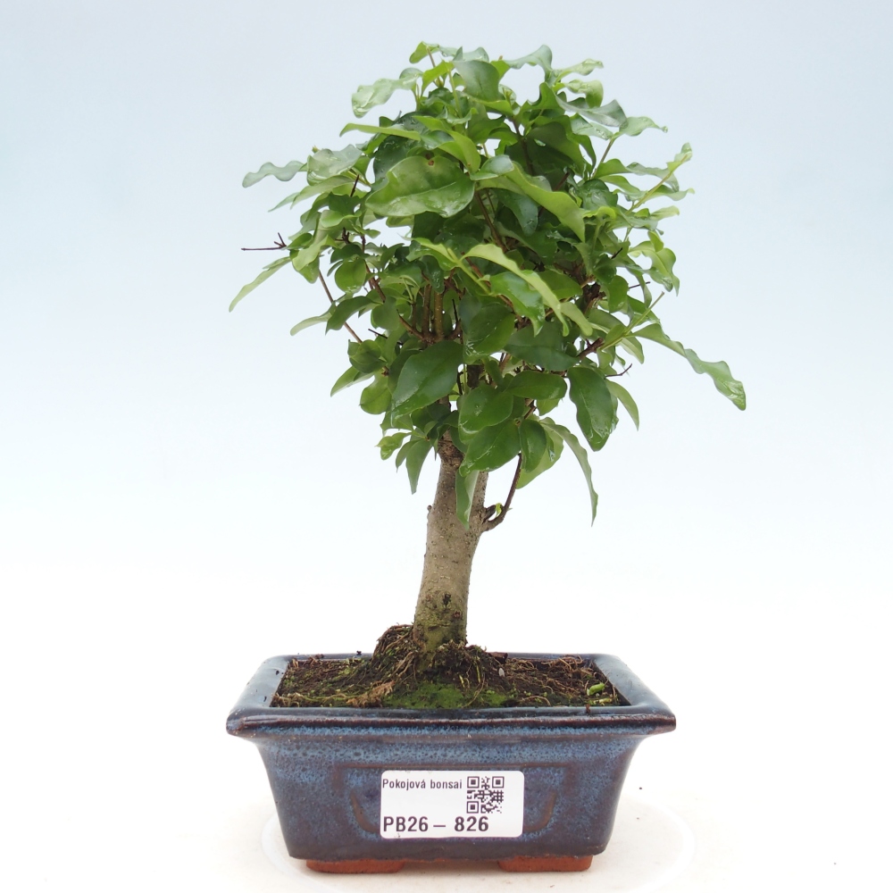Pokojová bonsai -Ligustrum chinensis - Ptačí zob