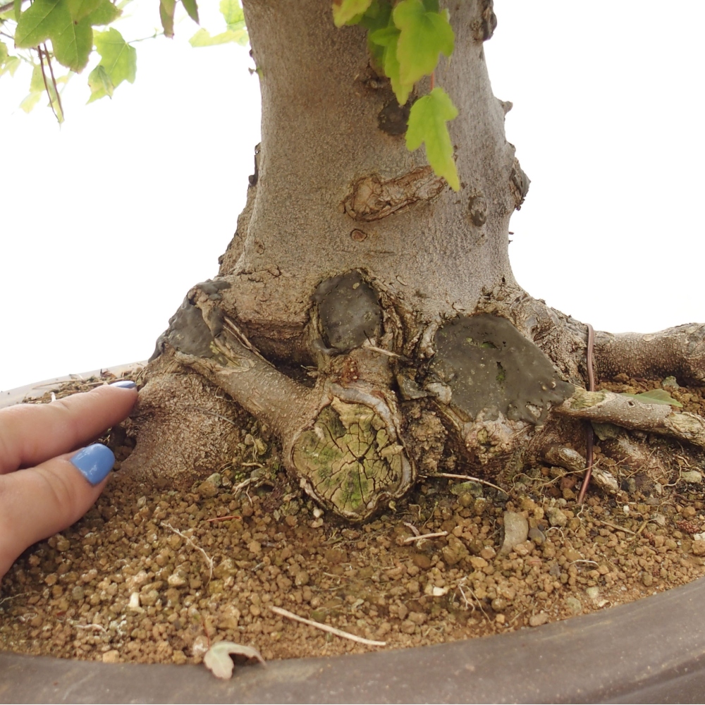Venkovní bonsai - Acer Buergerianum - Javor Burgerův