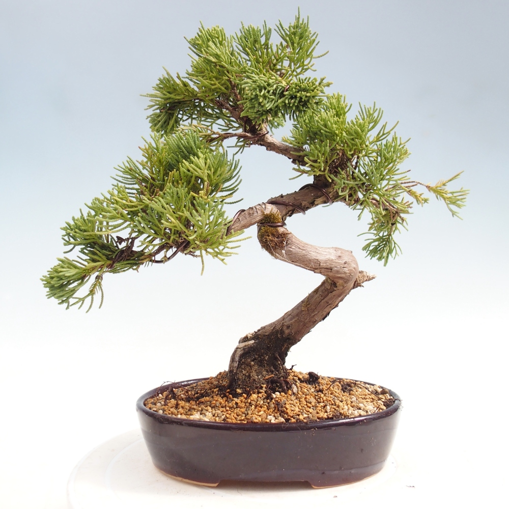Venkovní bonsai - Juniperus chinensis Kishu -Jalovec čínský