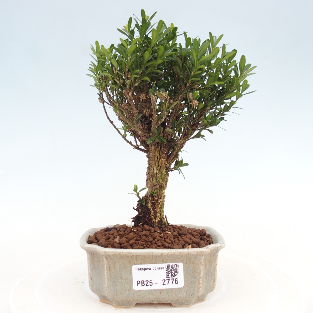 Pokojová bonsai - Buxus harlandii -korkový buxus
