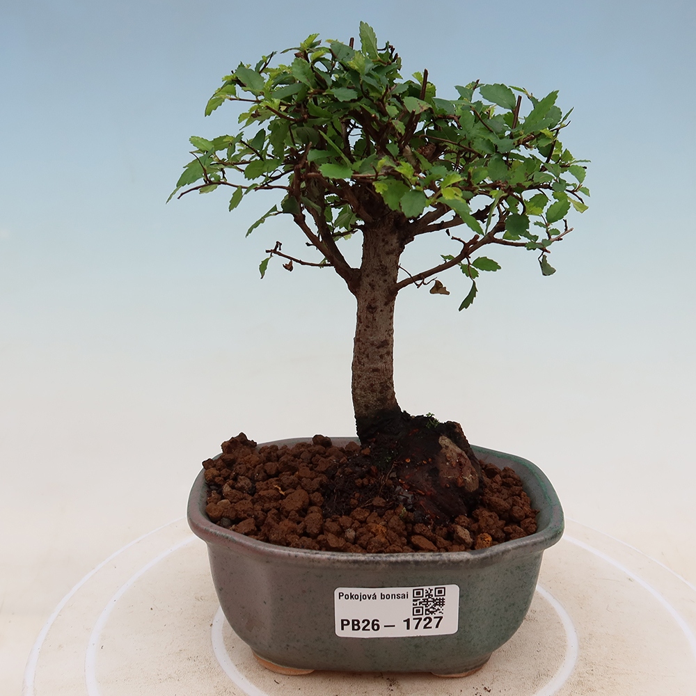 Pokojová bonsai - Ulmus parvifolia - Malolistý jilm