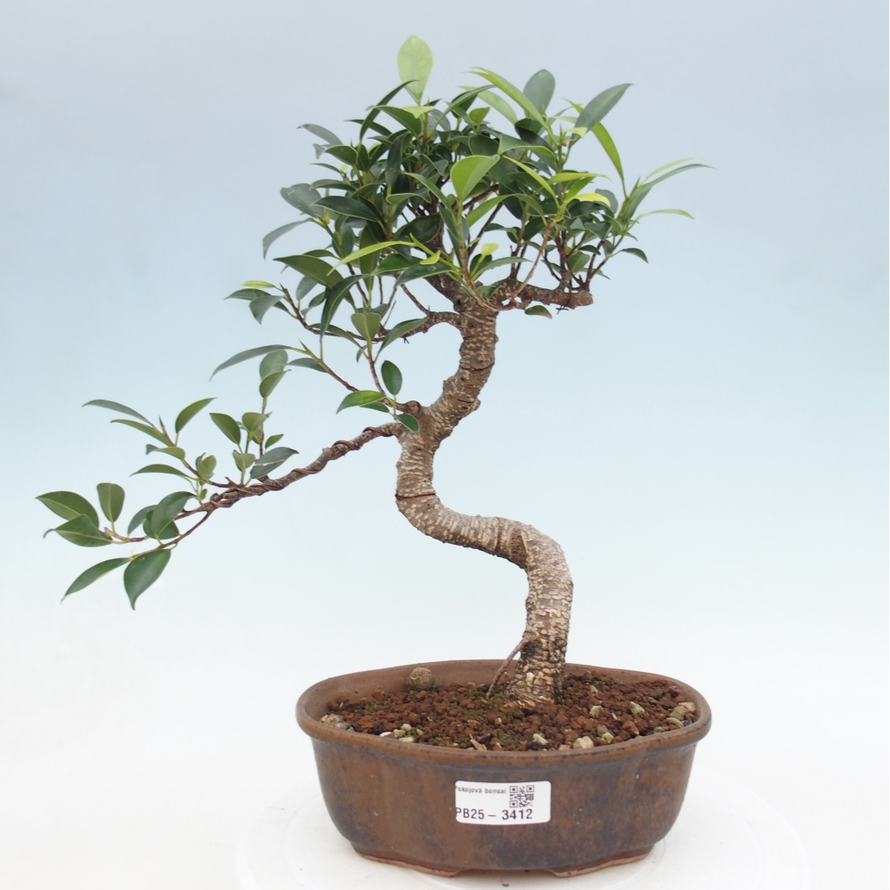 Pokojová bonsai - Ficus retusa -  malolistý fíkus