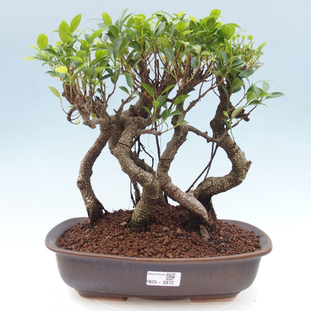 Pokojová bonsai - Ficus kimmen -  malolistý fíkus