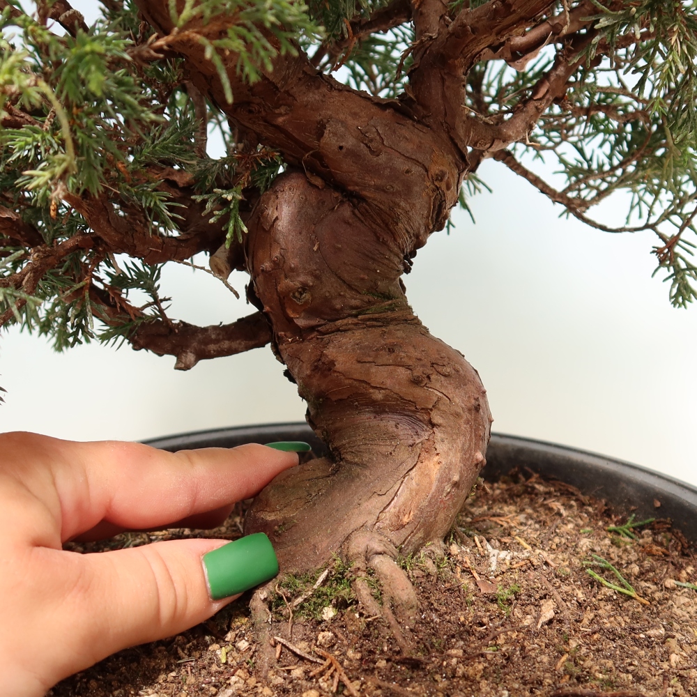 Venkovní bonsai - Juniperus chinensis Itoigawa-Jalovec čínský