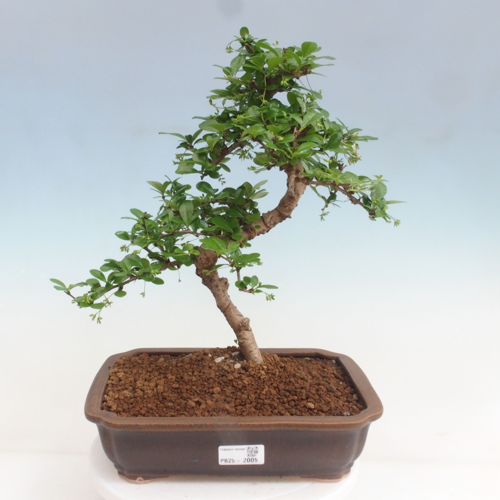 Pokojová bonsai - Carmona macrophylla - Čaj fuki