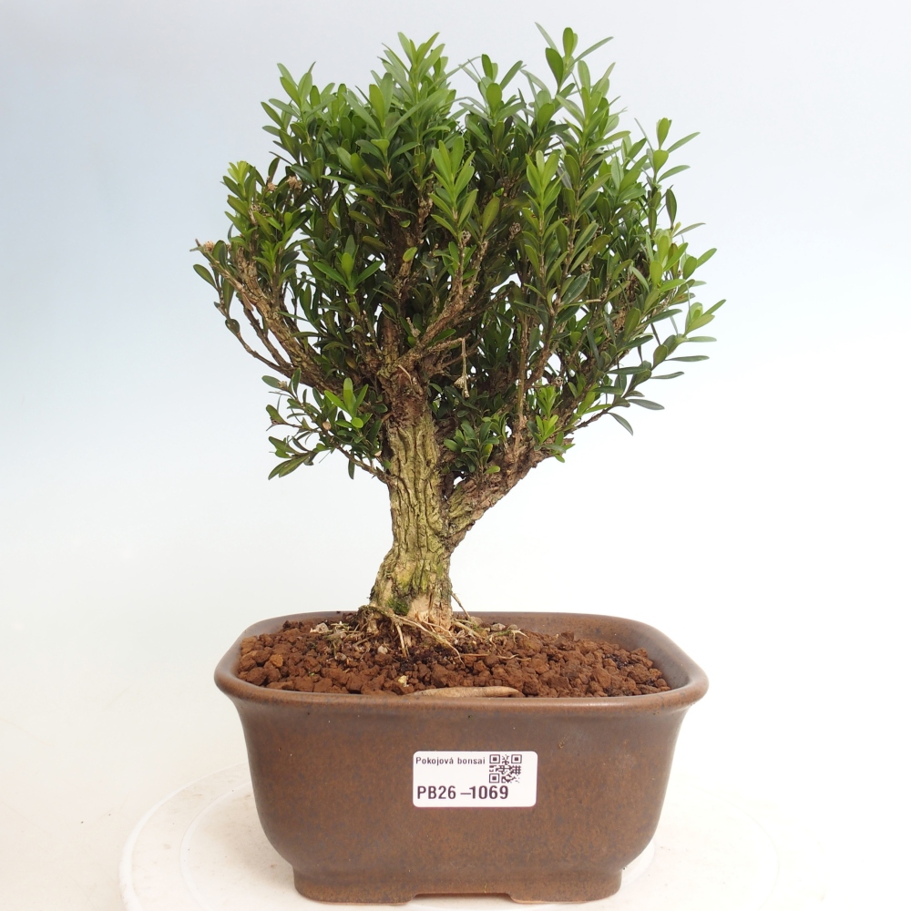 Pokojová bonsai - Buxus harlandii - korkový buxus