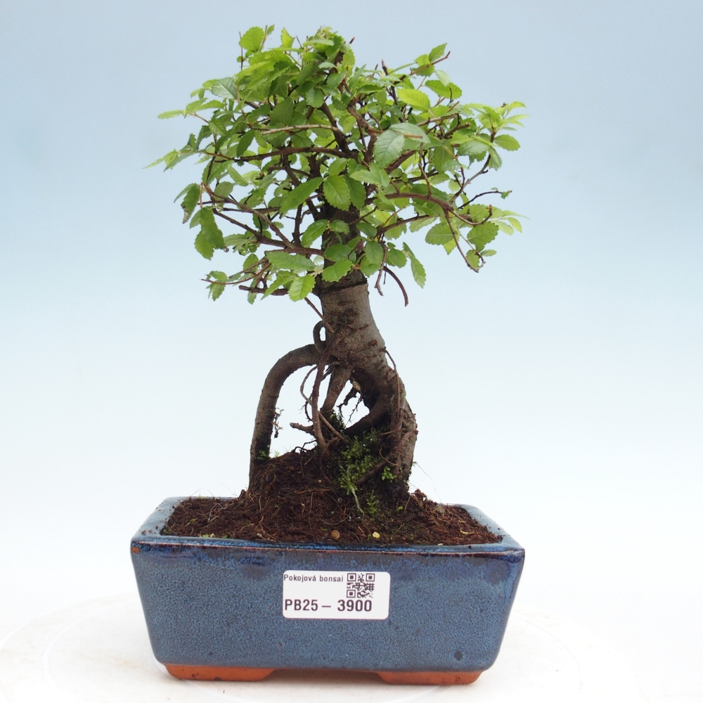 Pokojová bonsai - Ulmus parvifolia - Malolistý jilm