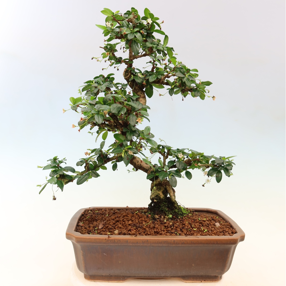 Pokojová bonsai - Carmona macrophylla - Čaj fuki