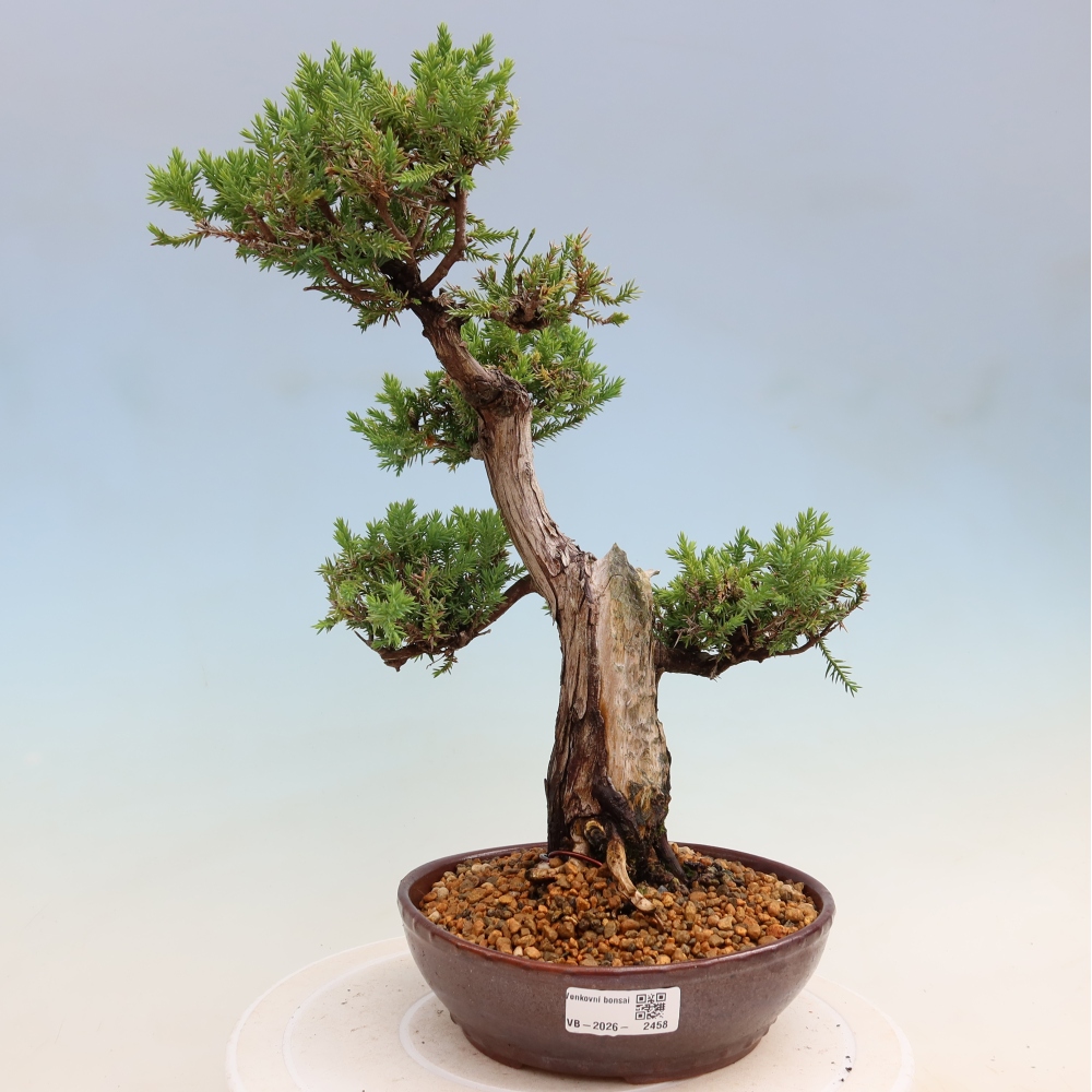 Venkovní bonsai - Juniperus squamata – Jalovec šupinatý