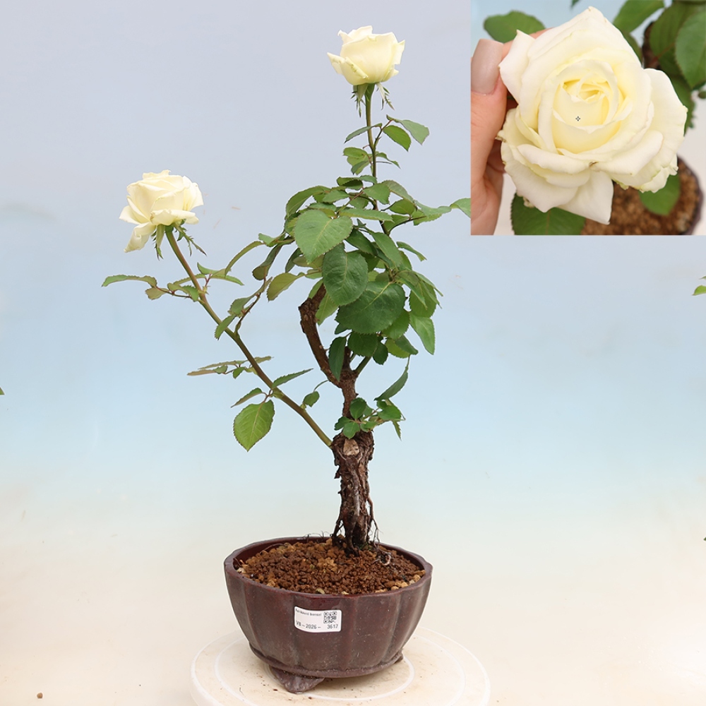 Venkovní bonsai - Rosa Kordes -  růže