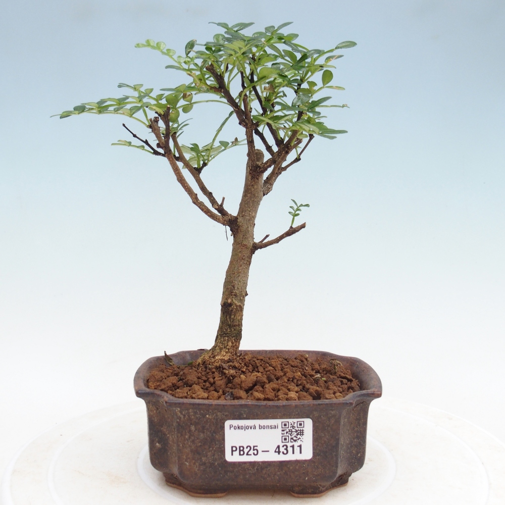Pokojová bonsai - Zantoxylum piperitum - pepřovník