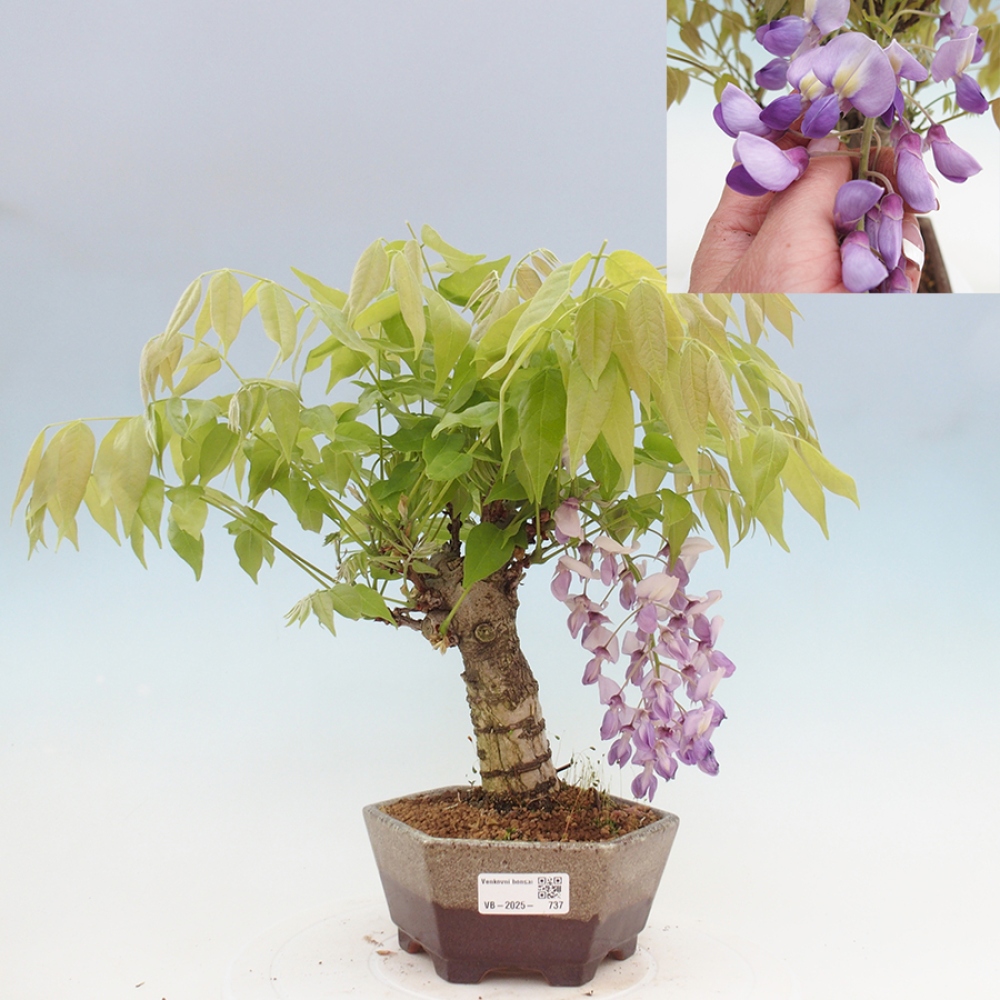 Venkovní bonsai - Vistarie květnatá - Wisteria floribunda