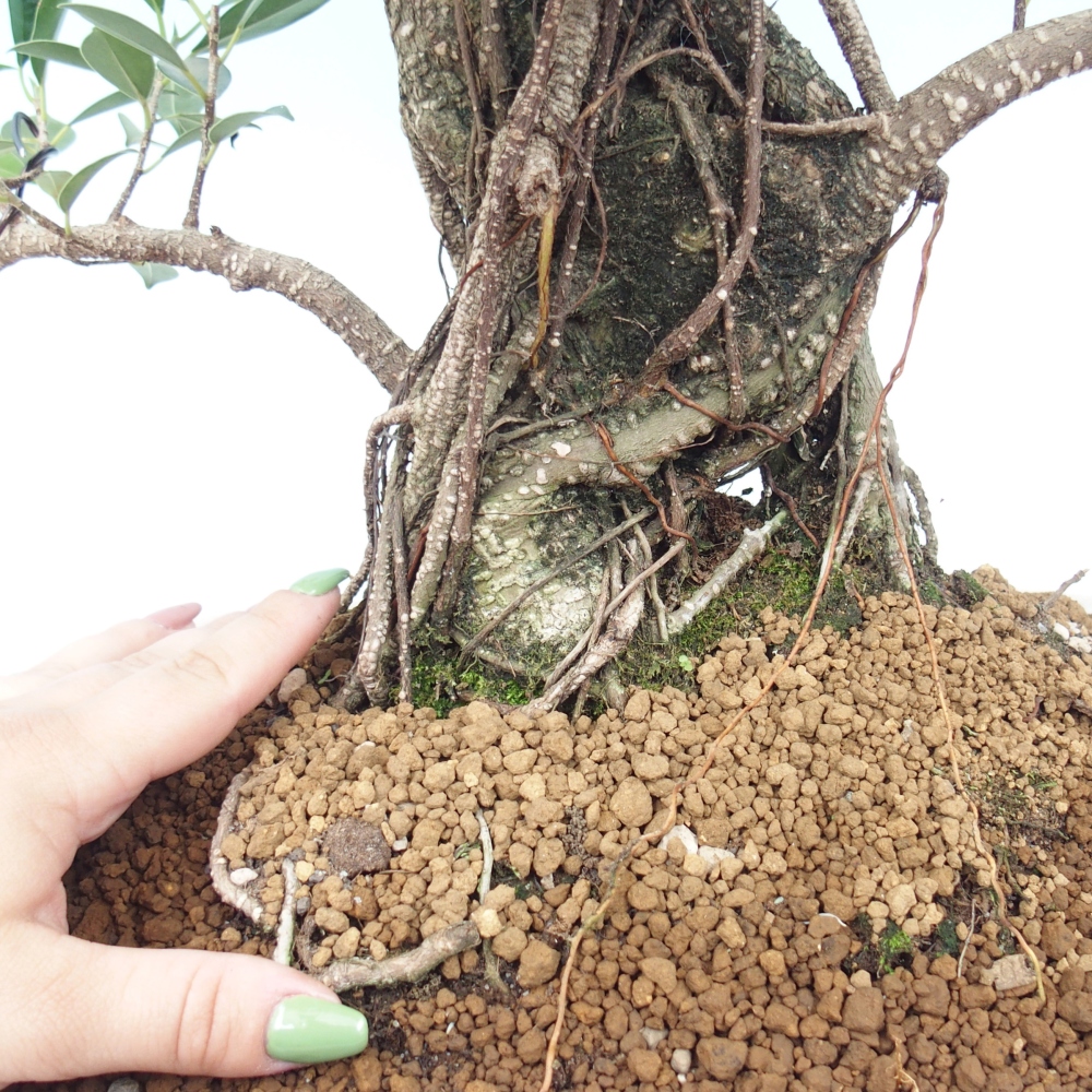 Pokojová bonsai - Ficus kimmen -  malolistý fíkus - POUZE OSOBNÍ ODBĚR nebo paletová přeprava