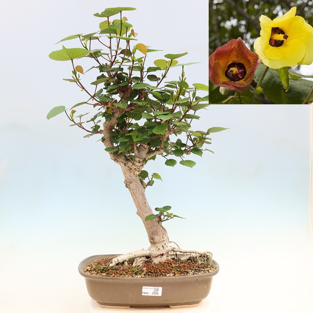 Pokojová bonsai - Hibiscus tiliaceus - Ibišek lípovitý, morský