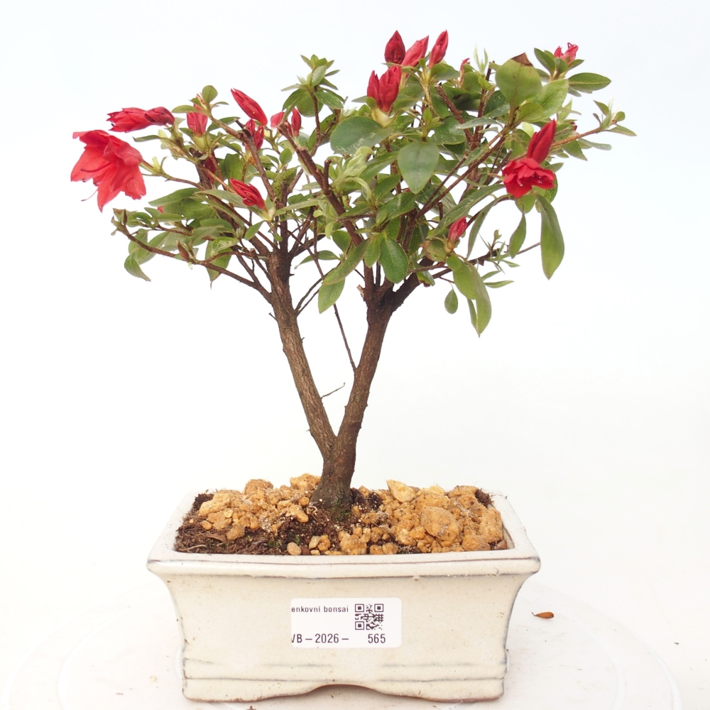 Venkovní bonsai - Japonská azalka - Azalea sp.