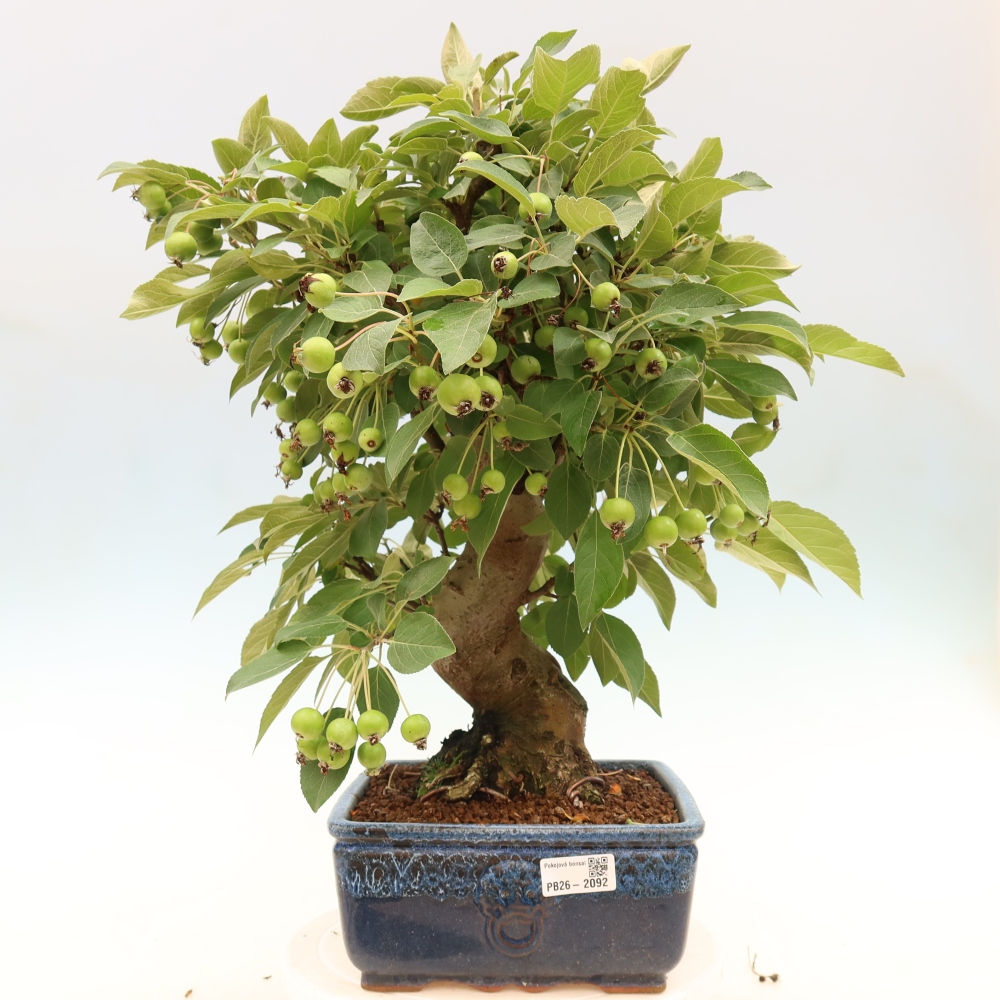 Venkovní bonsai -Malus halliana - Maloplodá jabloň