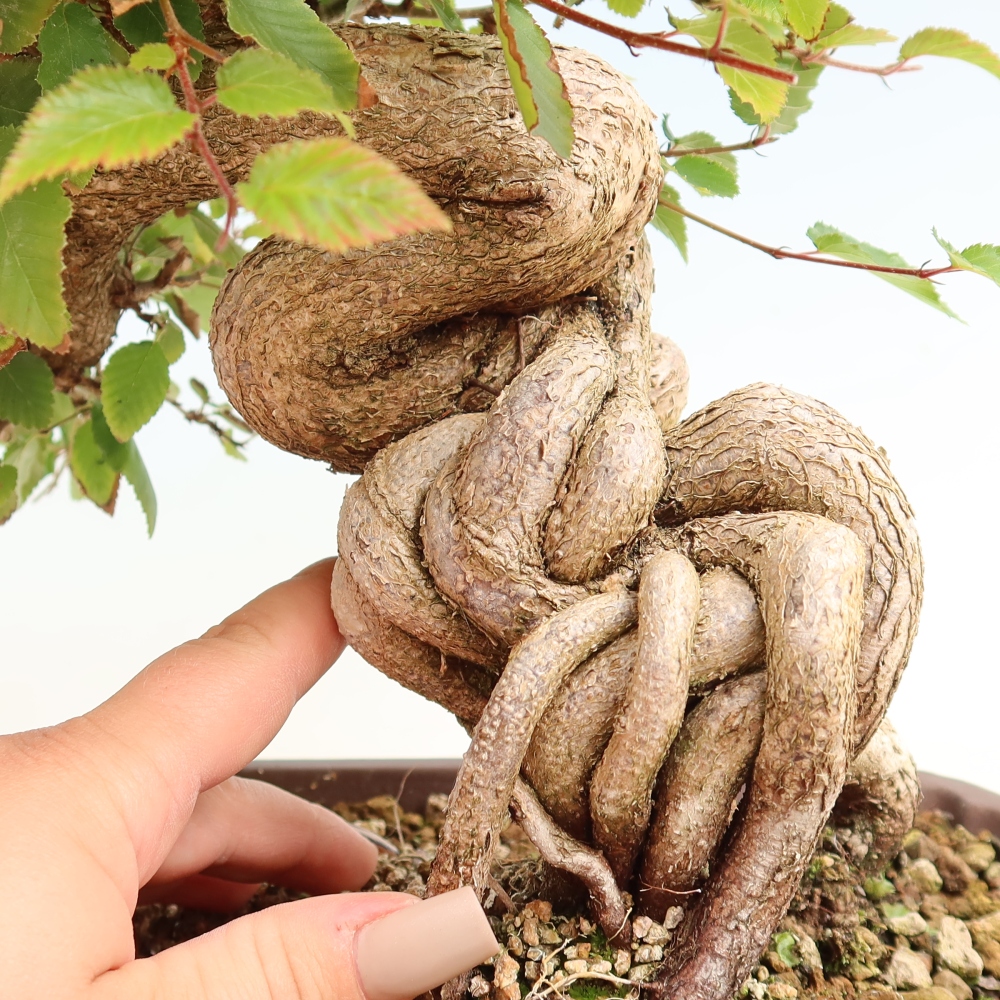 Venkovní bonsai -Carpinus CARPINOIDES - Habr korejský