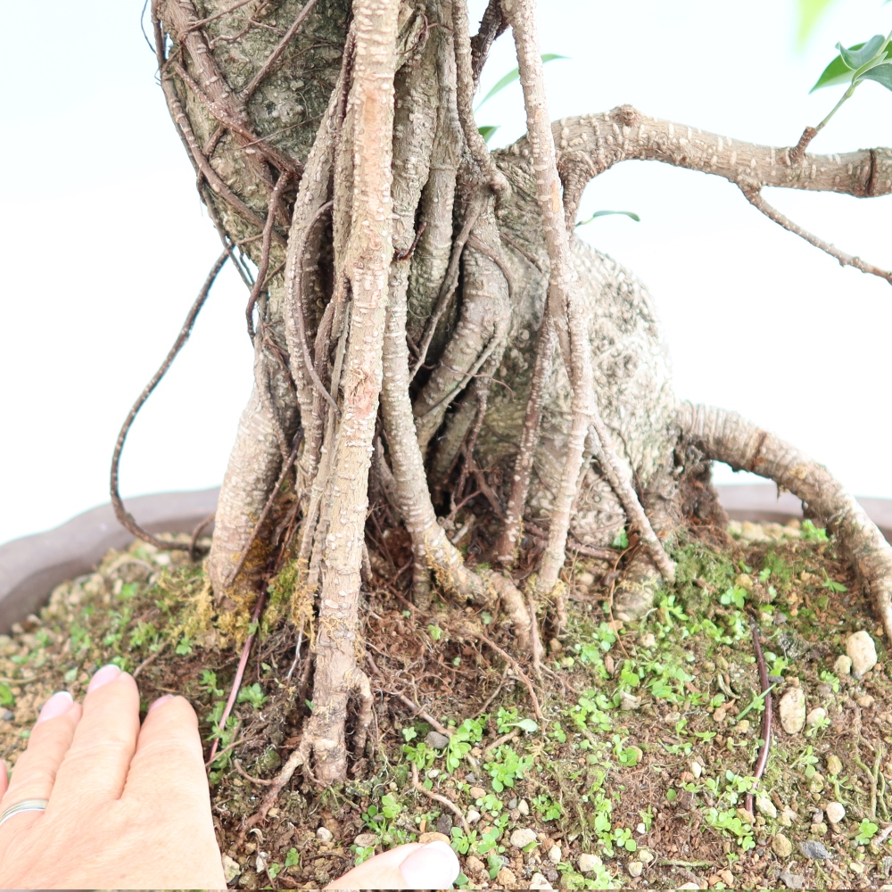 Pokojová bonsai - Ficus kimmen -  malolistý fíkus