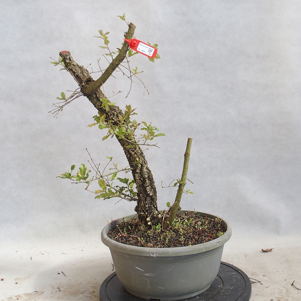 Venkovní bonsai Quercus Cerris - Dub Cer