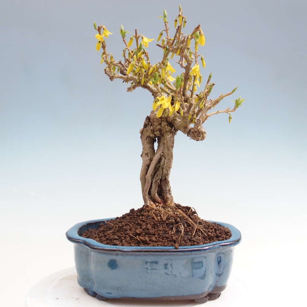 Venkovní bonsai - Zlatice - Forsythia koreana