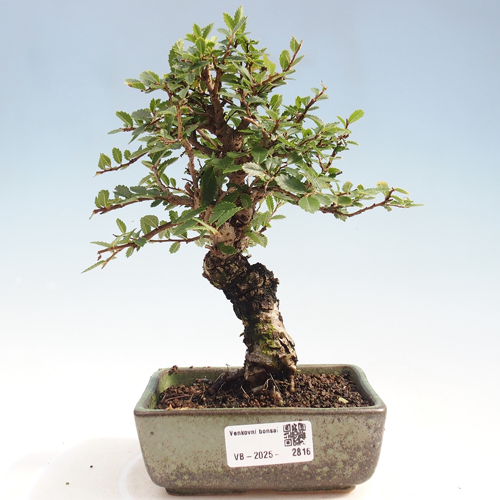 Venkovní bonsai - Zelkova - Zelkova NIRE