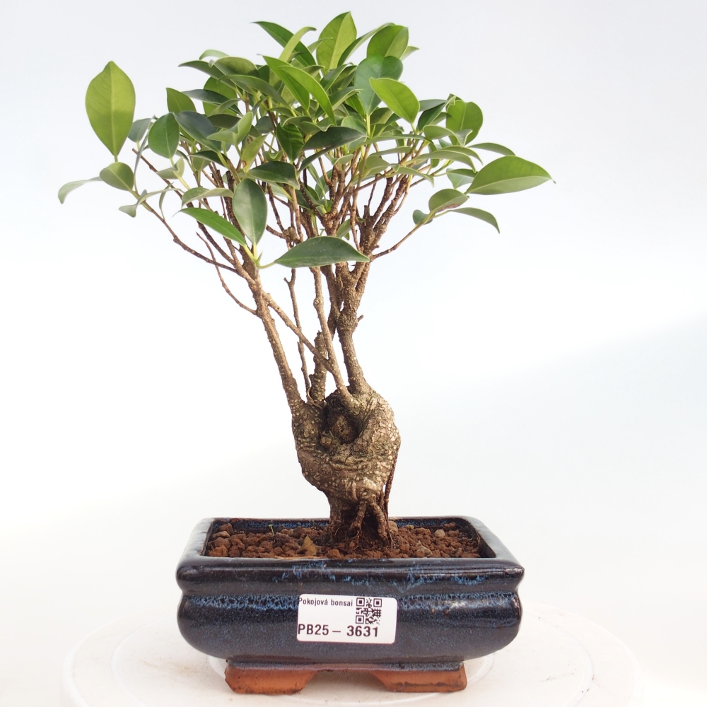 Pokojová bonsai - Ficus retusa -  malolistý fíkus