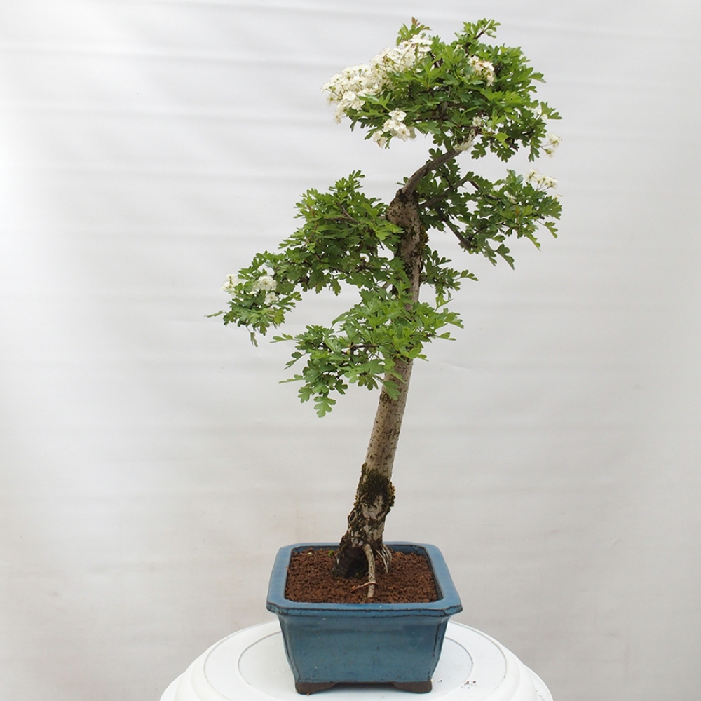 Venkovní bonsai - Hloh - Crataegus monogyna