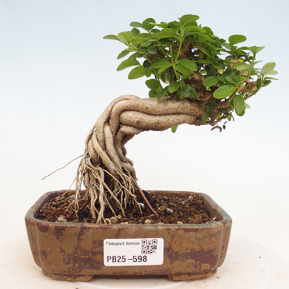 Pokojová bonsai - Premna serratifolia  - Kozlovoň malolistá