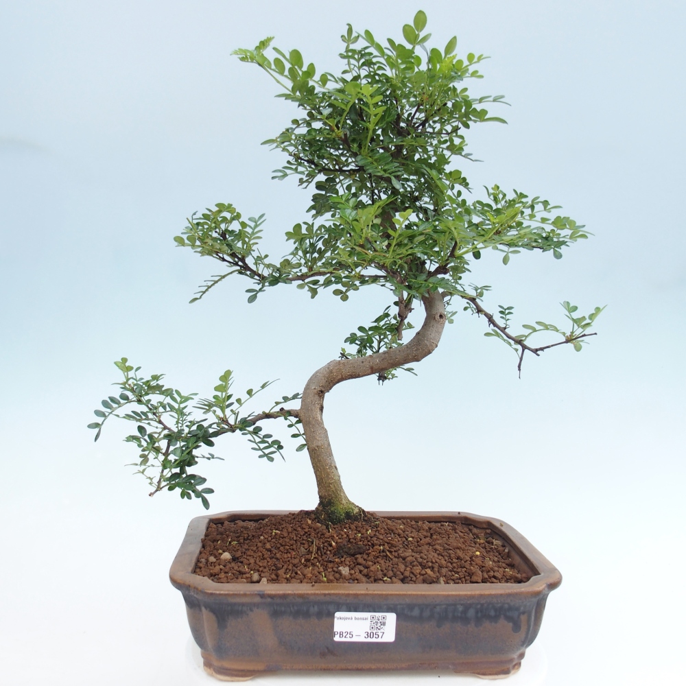 Pokojová bonsai - Zantoxylum piperitum - pepřovník