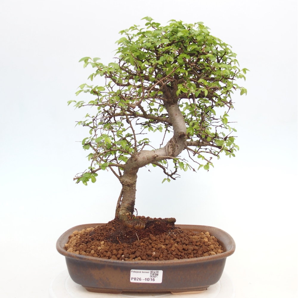 Pokojová bonsai - Ulmus parvifolia - Malolistý jilm