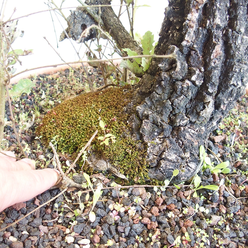 Venkovní bonsai Quercus Cerris - Dub Cer
