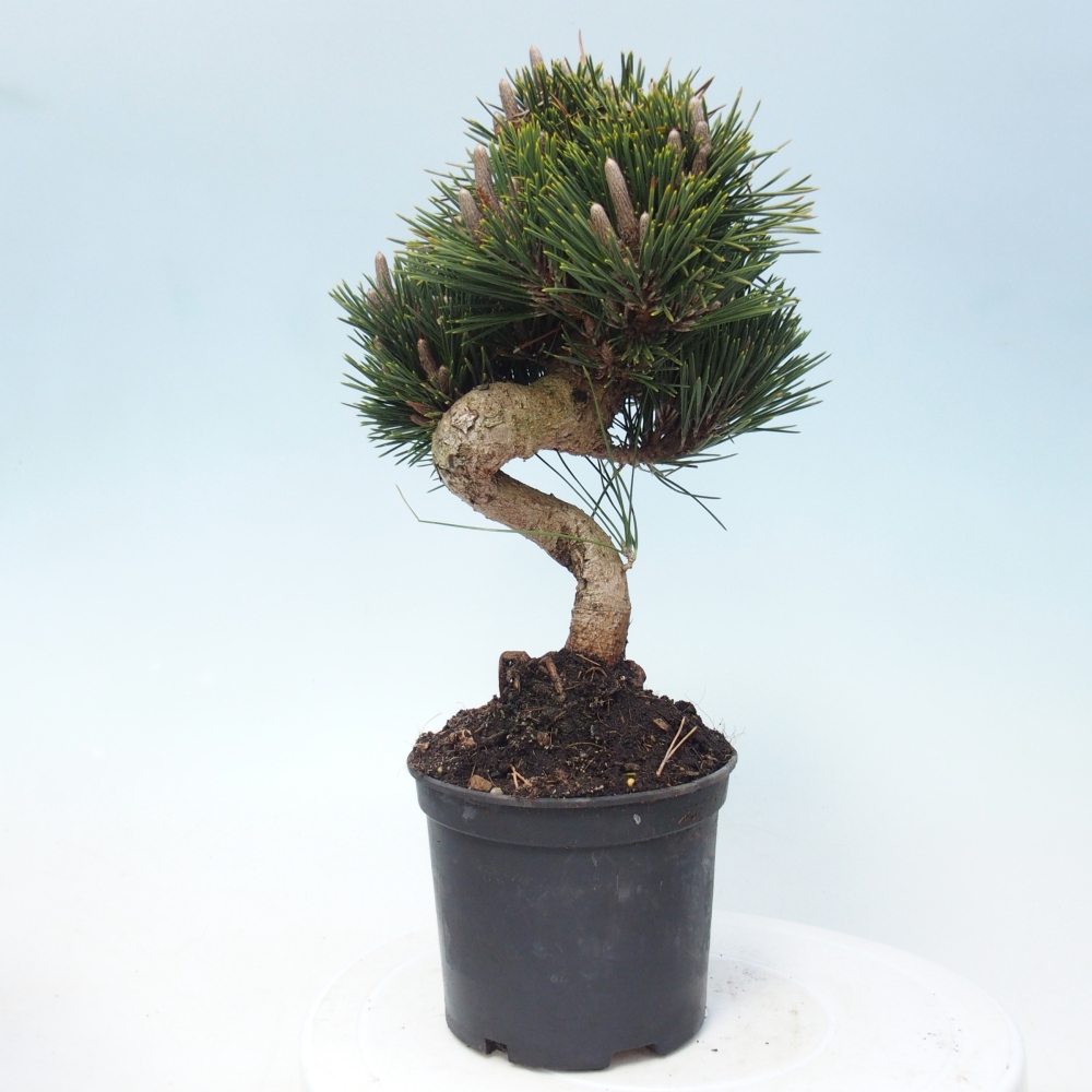 Venkovní bonsai - Pinus thunbergii senjyumaru - Borovice thunbergova