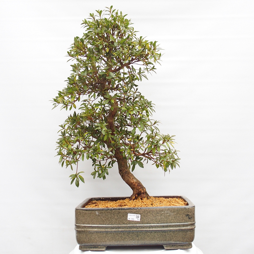 Venkovní bonsai - Japonská azalka - Azalea satsuki