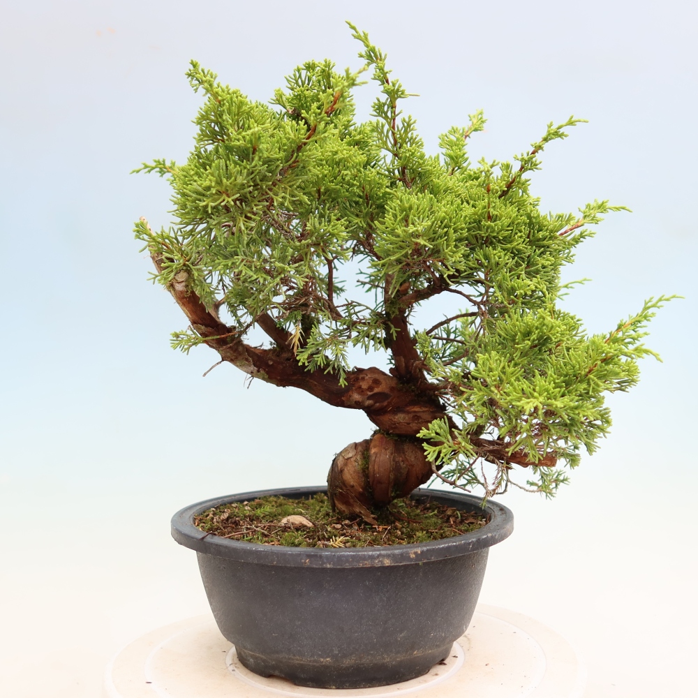 Venkovní bonsai - Juniperus chinensis Itoigawa-Jalovec čínský