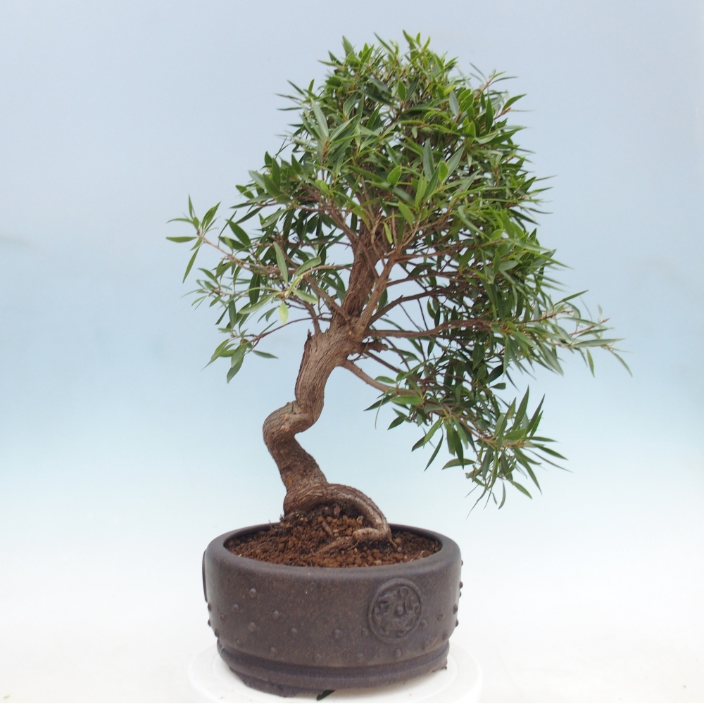 Pokojová bonsai - Ficus nerifolia -  malolistý fíkus