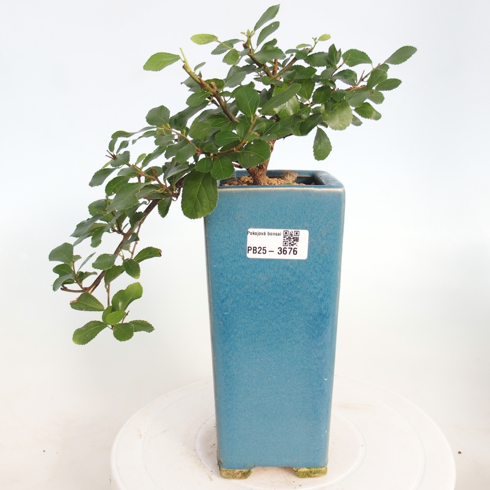 Pokojová bonsai - Grewia occidentalis - Hvězdice levandulová