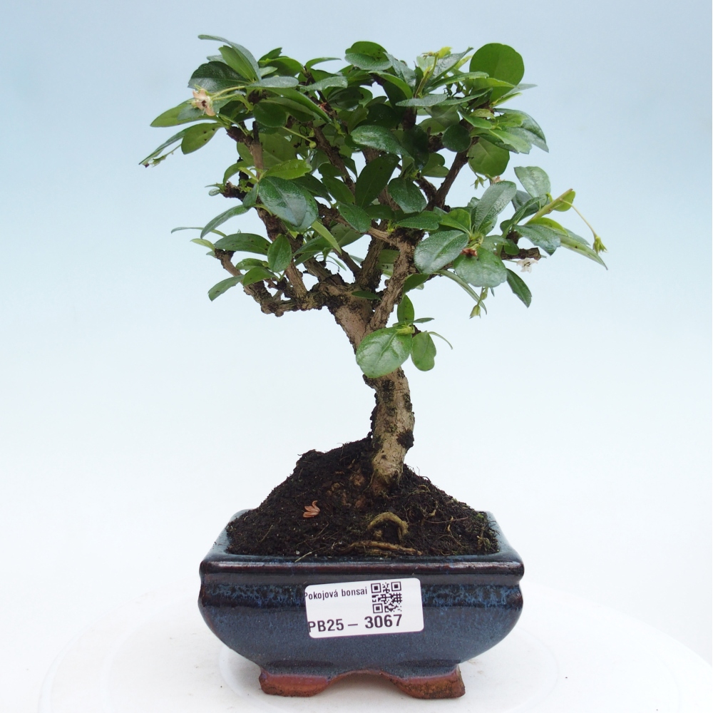 Pokojová bonsai - Carmona macrophylla - Čaj fuki