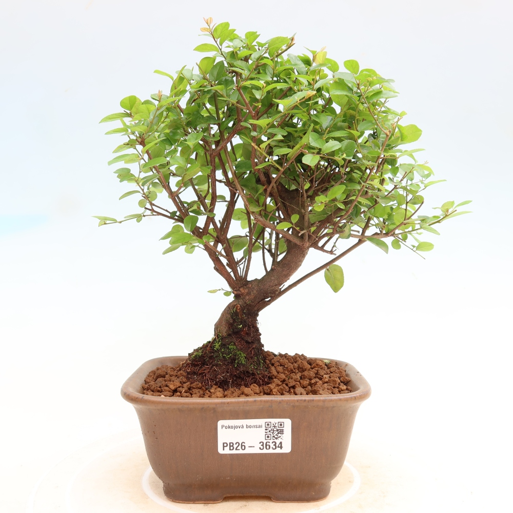 Pokojová bonsai - Sagerécie thea - Sagerécie thea