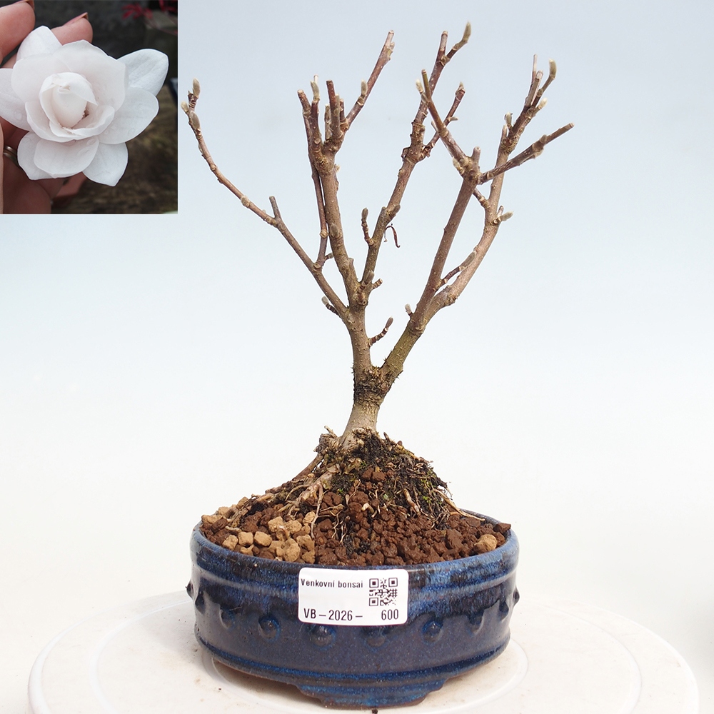 Venkovní bonsai - Magnolia stellata  -  Šácholán hvězdokvětý