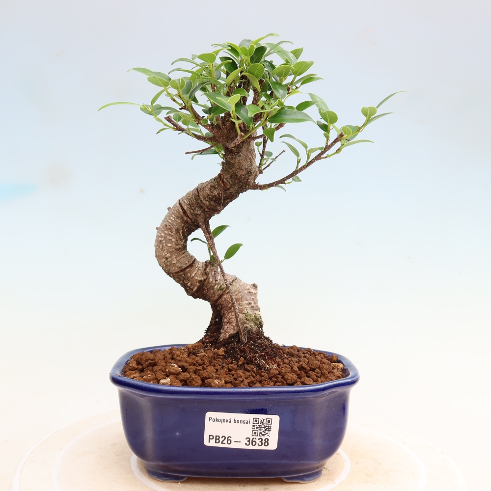 Pokojová bonsai - Ficus kimmen -  malolistý fíkus