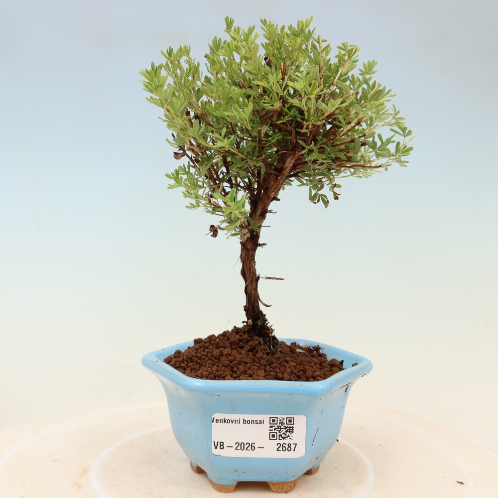 Venkovní bonsai-Mochna křovitá - potentila fruticosa Goldkissen