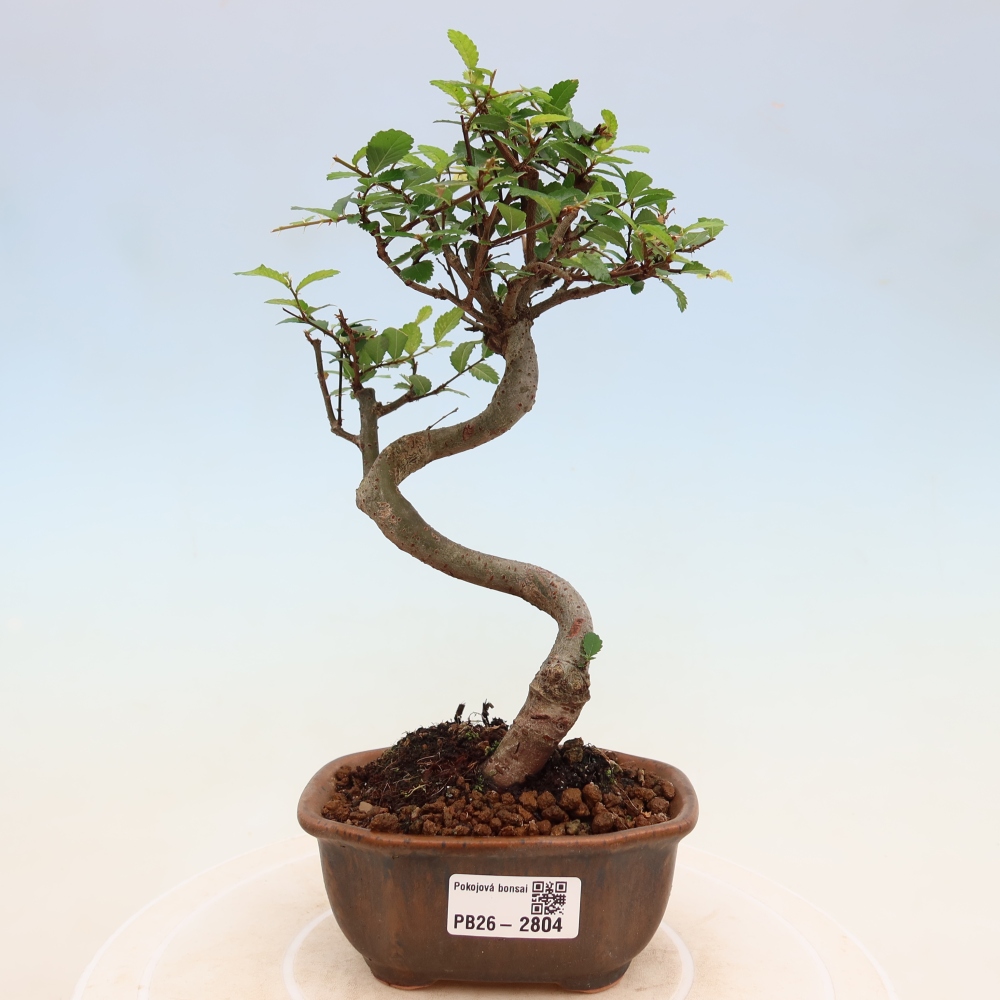 Pokojová bonsai - Ulmus parvifolia - Malolistý jilm