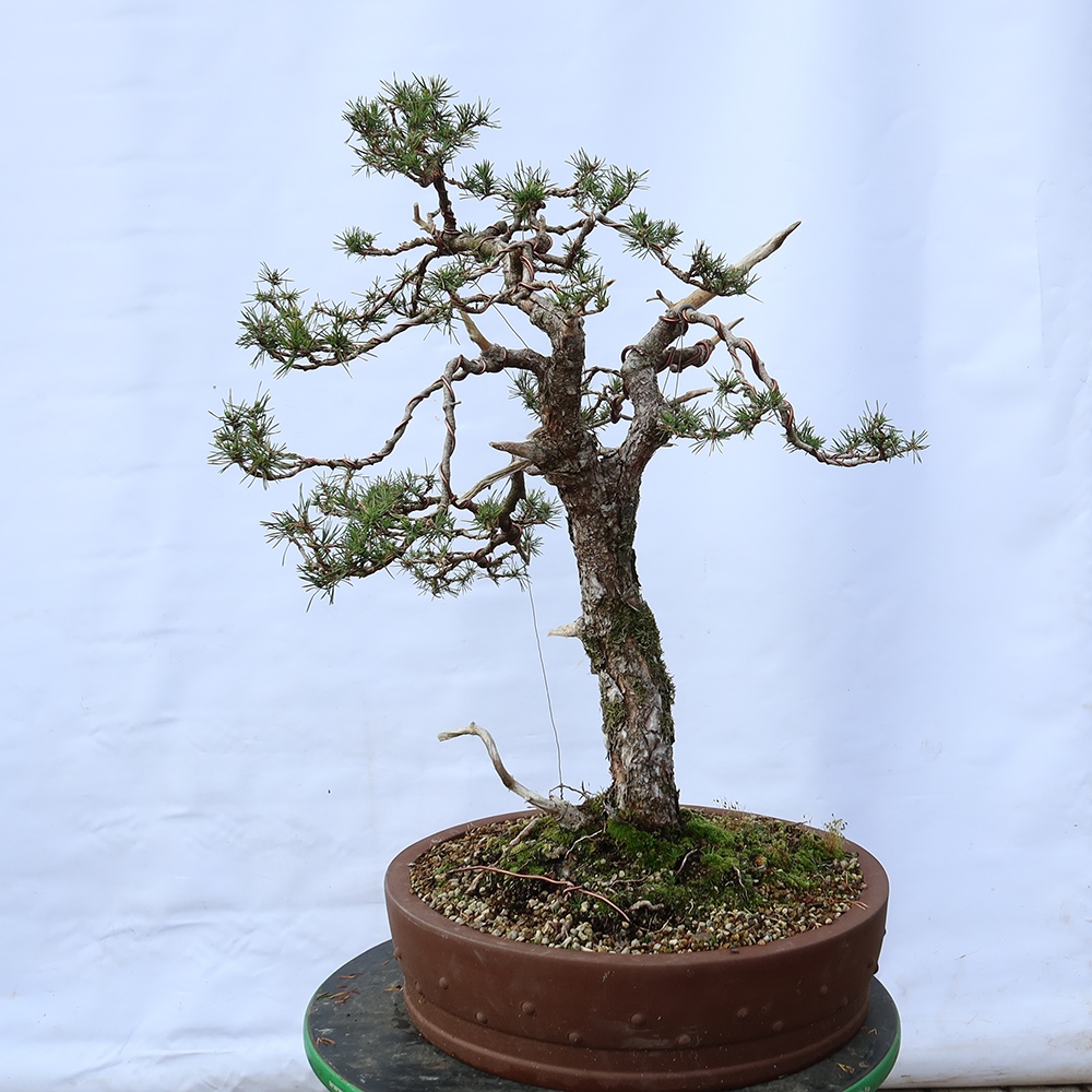 Pinus sylvestris Španělsko - borovice lesní