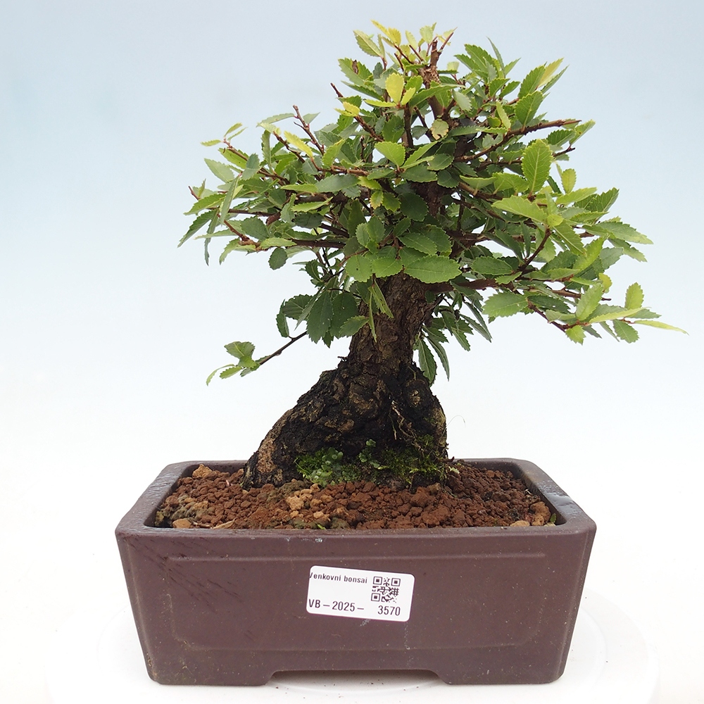 Venkovní bonsai - Zelkova - Zelkova NIRE