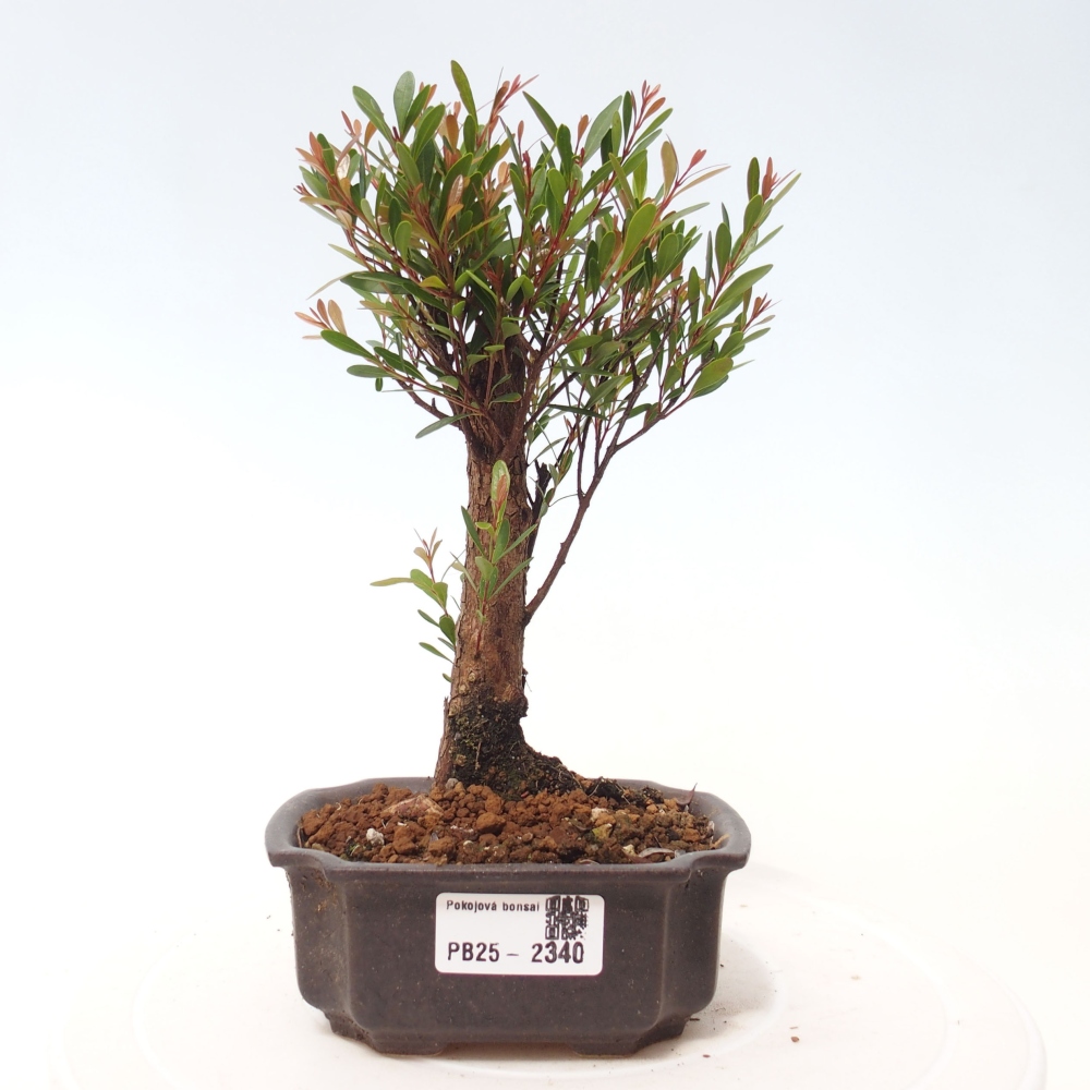 Pokojová bonsai - Syzygium - Pimentovník