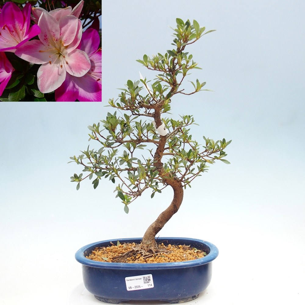 Venkovní bonsai - Japonská azalka - Azalea MURASAKI
