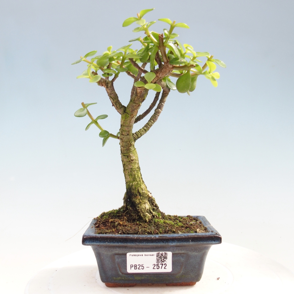 Pokojová bonsai - Portulakaria Afra - Tlustice