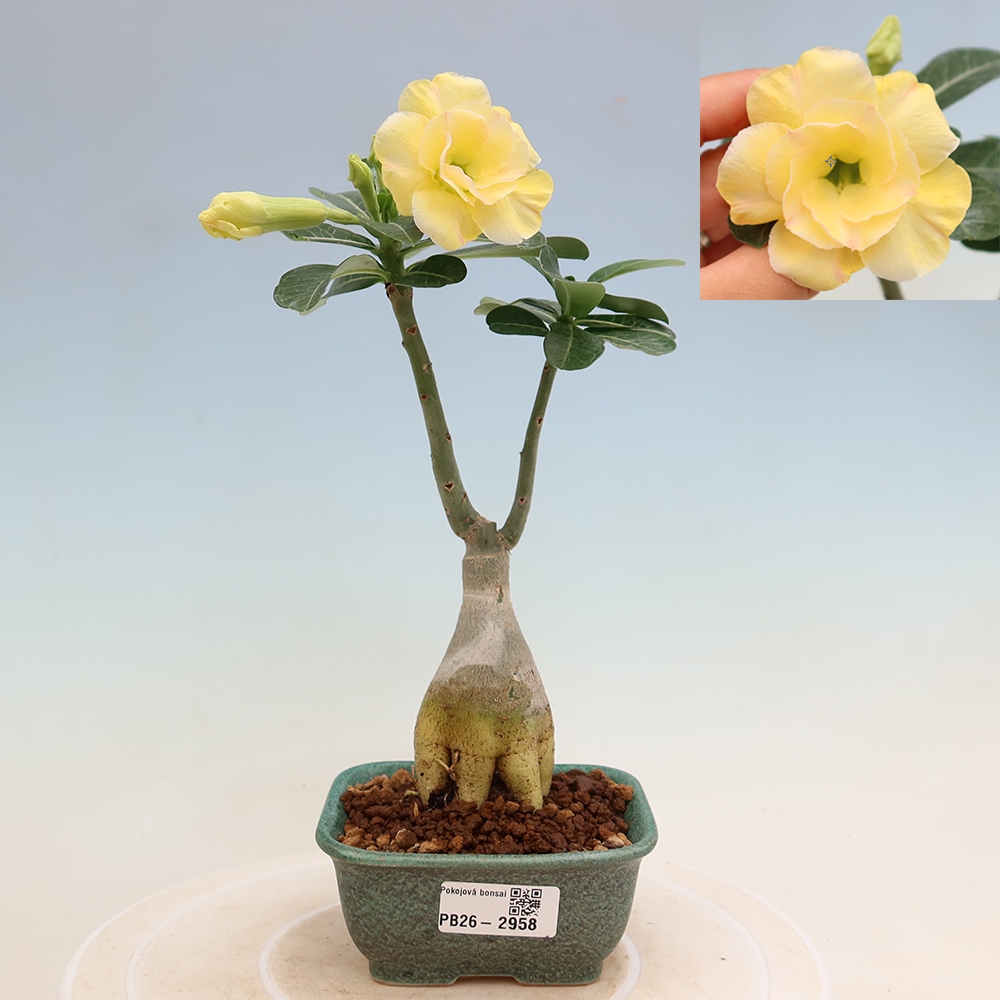 Pokojová bonsai - Adenium obesum roubovaná Alonza  - Pouštní růže